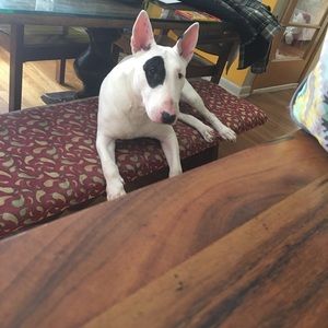 Meet your Posher, Daneirys